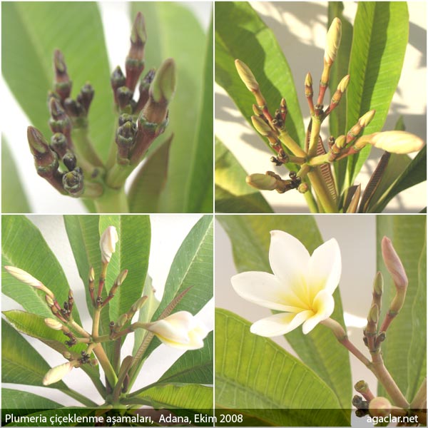 Name:  plumeria5.jpg
Views: 1581
Size:  62.4 KB
