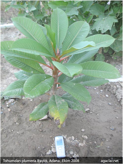 Name:  plumeria6.jpg
Views: 1096
Size:  67.7 KB