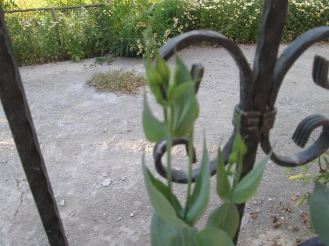 Name:  IMG_4686.jpg
Views: 1556
Size:  50.3 KB