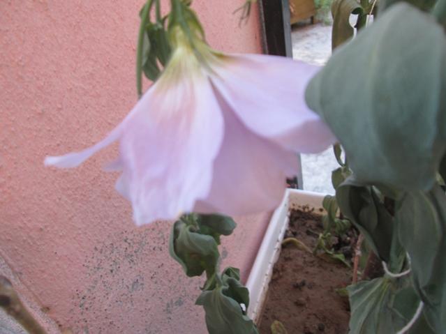 Name:  IMG_4683.jpg
Views: 1244
Size:  32.8 KB