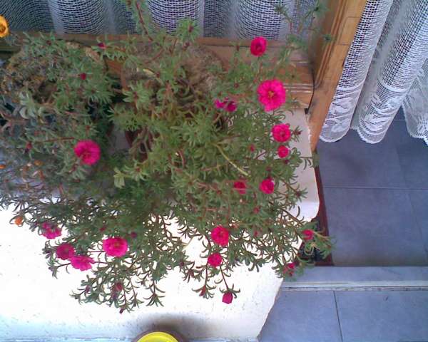 Name:  Image00001.jpg
Views: 5054
Size:  51.6 KB
