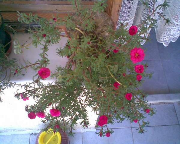 Name:  Image00003.jpg
Views: 4106
Size:  49.7 KB