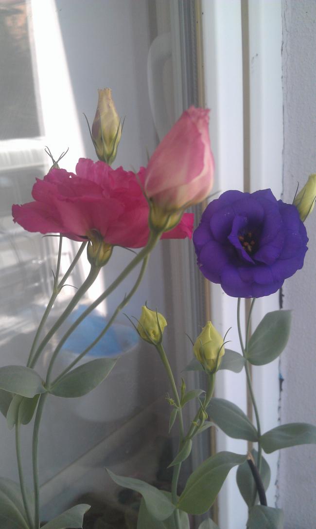 Name:  IMAG0522.jpg
Views: 1165
Size:  54.7 KB