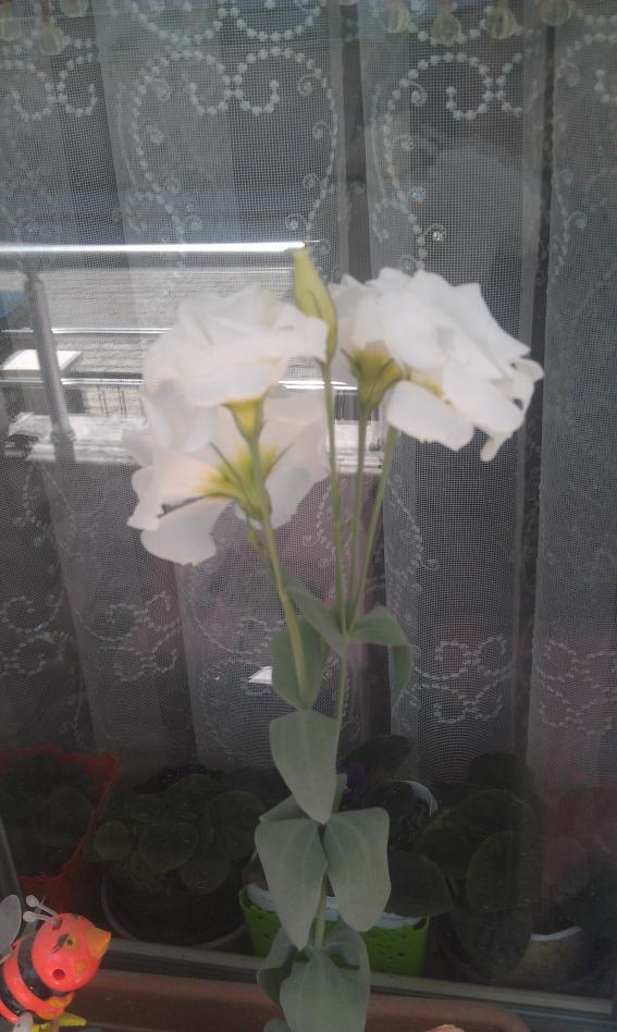 Name:  IMAG0565.jpg
Views: 1114
Size:  69.8 KB