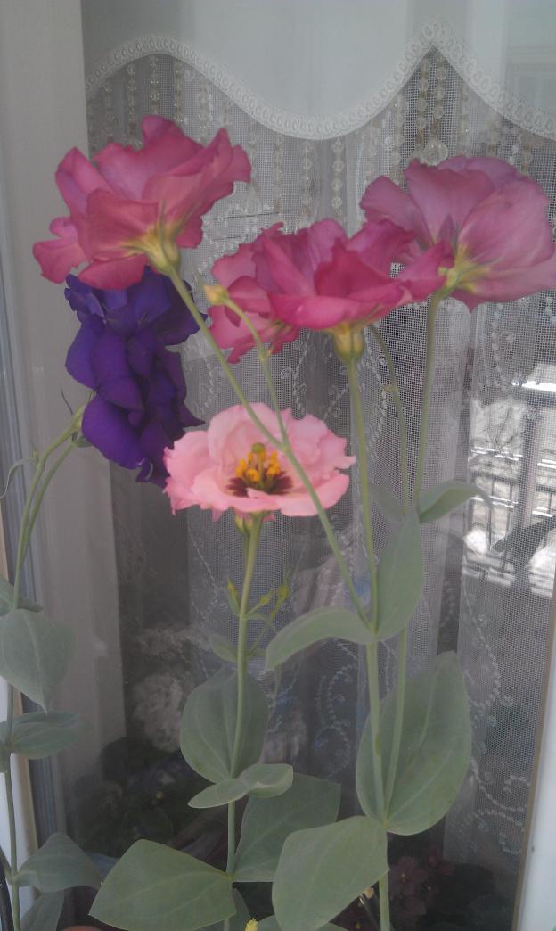 Name:  IMAG0566.jpg
Views: 1261
Size:  69.8 KB