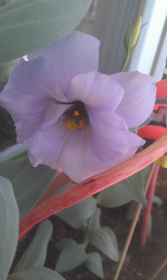 Name:  IMAG0568.jpg
Views: 1154
Size:  48.0 KB