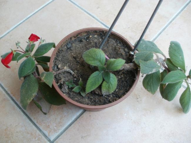 Name:  P1010348a.jpg
Views: 1836
Size:  42.3 KB