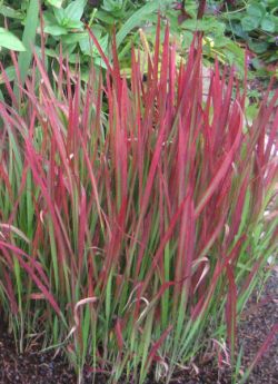 Name:  imperata_cylindrica1.jpg
Views: 5456
Size:  24.3 KB