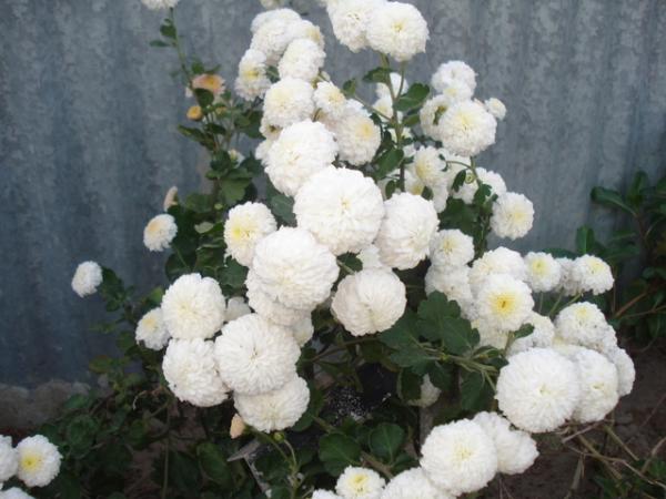 Name:  dsc00729tm0.jpg
Views: 1789
Size:  40.6 KB