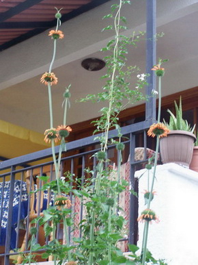 Name:  100_1205.jpg
Views: 2471
Size:  69.1 KB