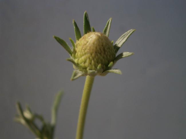 Name:  Uyuz Otu (Scabiosa atropurpurea) 2.jpg
Views: 2397
Size:  14.3 KB