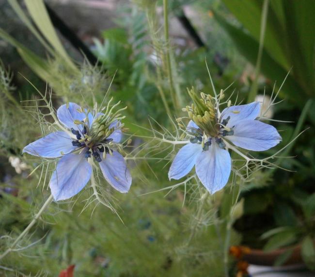 Name:  rekotu iei (Nigella damascena) 3.jpg
Views: 1530
Size:  48.9 KB