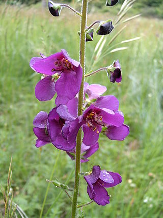Name:  Verbascumphoeniceum.jpg
Views: 1420
Size:  34.4 KB