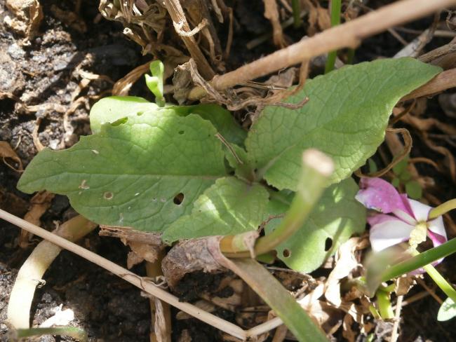 Name:  Verbascum phoeniceum  - Sr Kuyruu.jpg
Views: 1210
Size:  58.6 KB