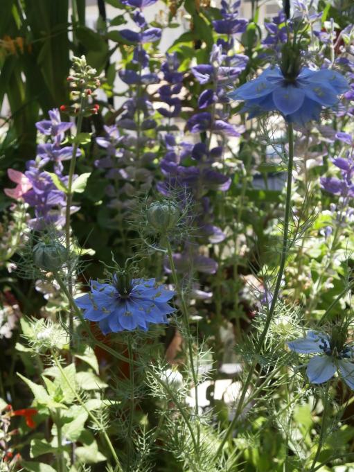 Name:  rekotu iei (Nigella damascena) 4.jpg
Views: 1218
Size:  78.4 KB