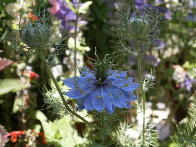 Name:  rekotu iei (Nigella damascena) 5.jpg
Views: 1107
Size:  54.3 KB