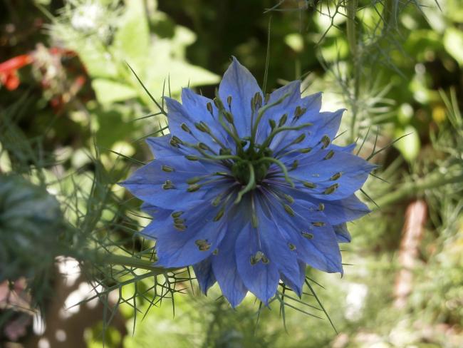 Name:  rekotu iei (Nigella damascena) 6.jpg
Views: 3218
Size:  48.7 KB