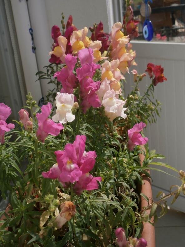 Name:  Aslanaz - Antirrhinum.jpg
Views: 1025
Size:  73.0 KB