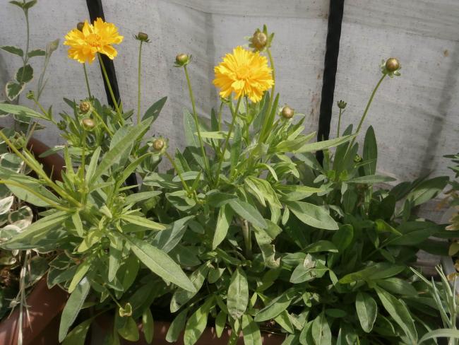 Name:  Coreopsis - Kzgz 00.jpg
Views: 5251
Size:  60.0 KB