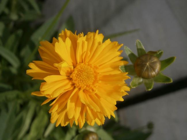 Name:  Coreopsis - Kzgz 02.jpg
Views: 3274
Size:  27.5 KB