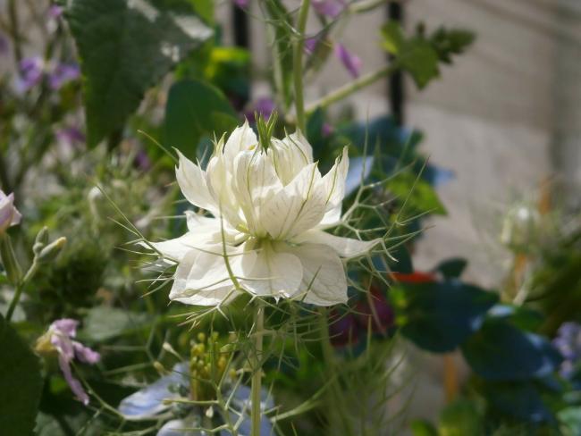 Name:  rekotu iei (Nigella damascena) 8.jpg
Views: 1082
Size:  38.1 KB