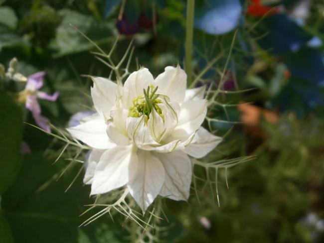 Name:  rekotu iei (Nigella damascena) 9.jpg
Views: 1152
Size:  32.3 KB