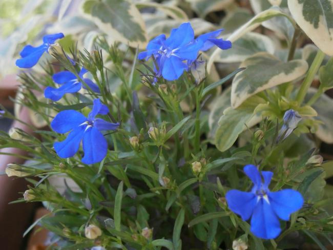 Name:  Lobelia - Lobelya.jpg
Views: 715
Size:  45.9 KB