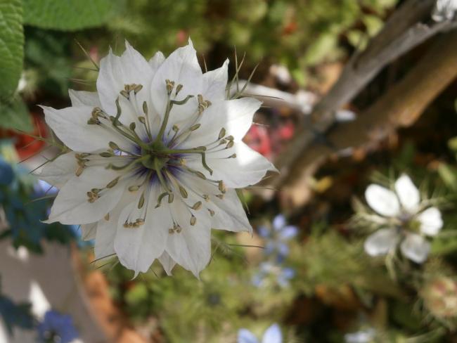 Name:  rekotu iei (Nigella damascena) 11.jpg
Views: 1264
Size:  36.7 KB