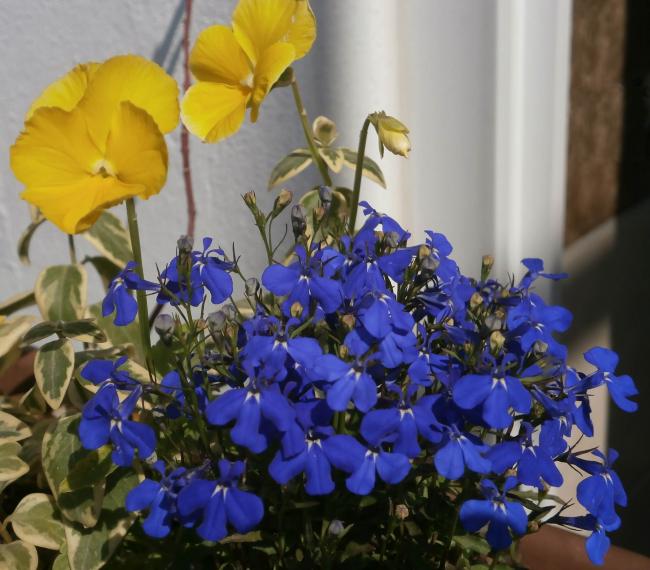 Name:  Lobelia - Lobelya2.jpg
Views: 729
Size:  54.6 KB