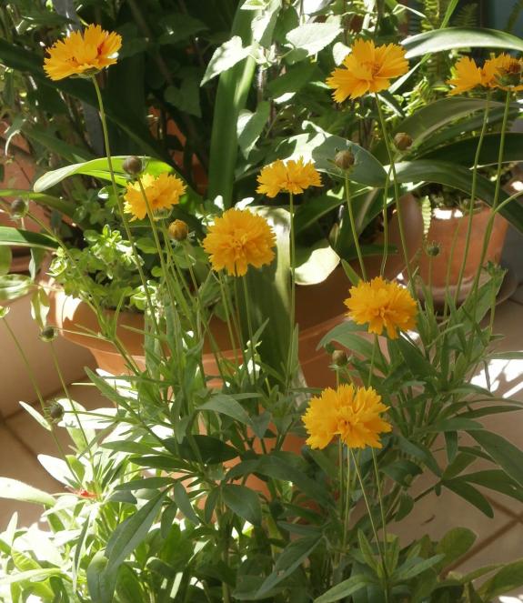 Name:  Coreopsis - Kzgz 02.jpg
Views: 3091
Size:  73.9 KB
