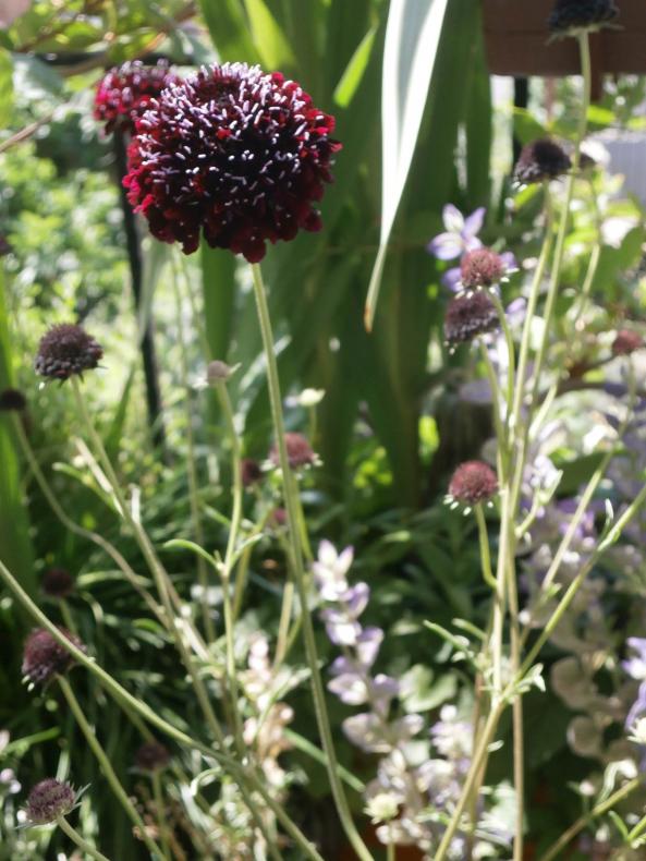 Name:  Scabiosa atropurpurea (Uyuz Otu) 7.jpg
Views: 2862
Size:  74.1 KB