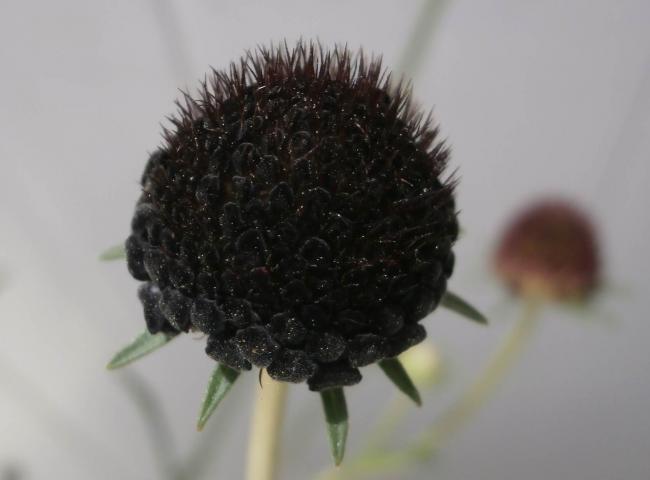 Name:  Scabiosa atropurpurea Uyuz Otu 8.jpg
Views: 2360
Size:  23.9 KB