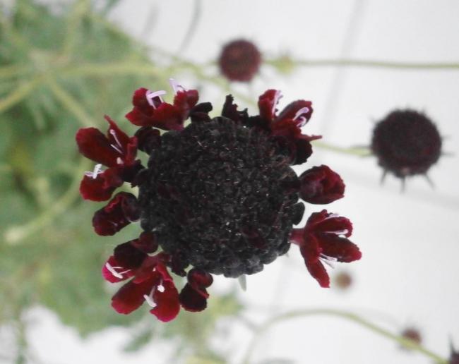 Name:  Scabiosa atropurpurea Uyuz Otu 9.jpg
Views: 2520
Size:  30.8 KB