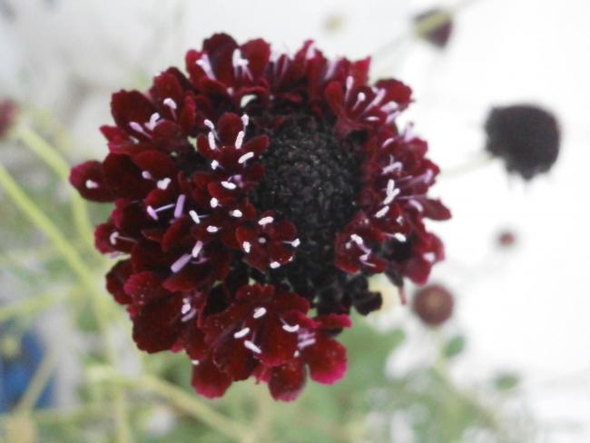 Name:  Scabiosa atropurpurea Uyuz Otu 10.jpg
Views: 2474
Size:  31.4 KB