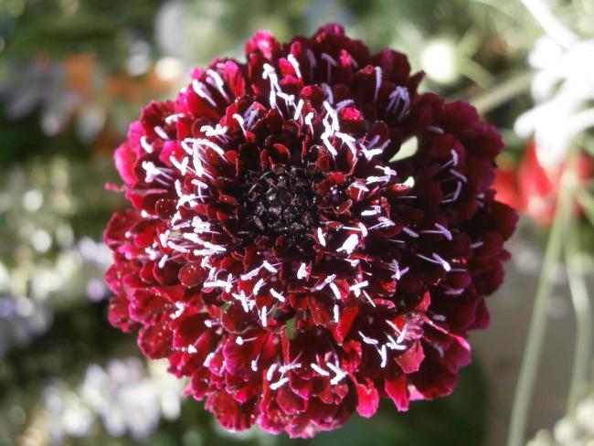 Name:  Scabiosa atropurpurea Uyuz Otu 11.jpg
Views: 2981
Size:  52.4 KB