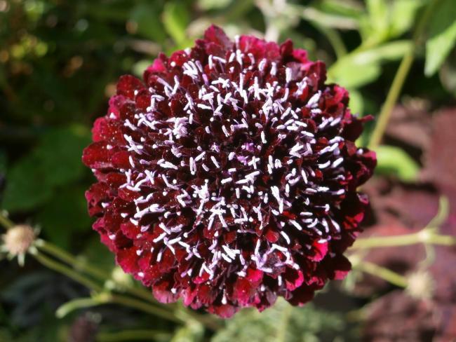 Name:  Scabiosa atropurpurea Uyuz Otu 12.jpg
Views: 3604
Size:  57.1 KB