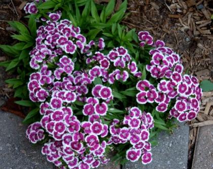 Name:  DSC_0021.jpg
Views: 6676
Size:  42.7 KB