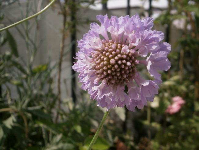 Name:  Scabiosa atropurpurea - Uyuz Otu 13.jpg
Views: 3211
Size:  38.5 KB