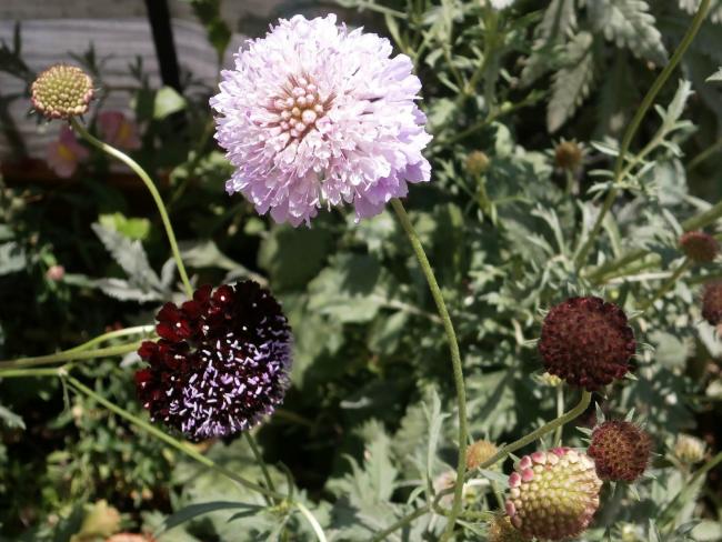 Name:  Scabiosa atropurpurea - Uyuz Otu 14.jpg
Views: 2908
Size:  59.9 KB