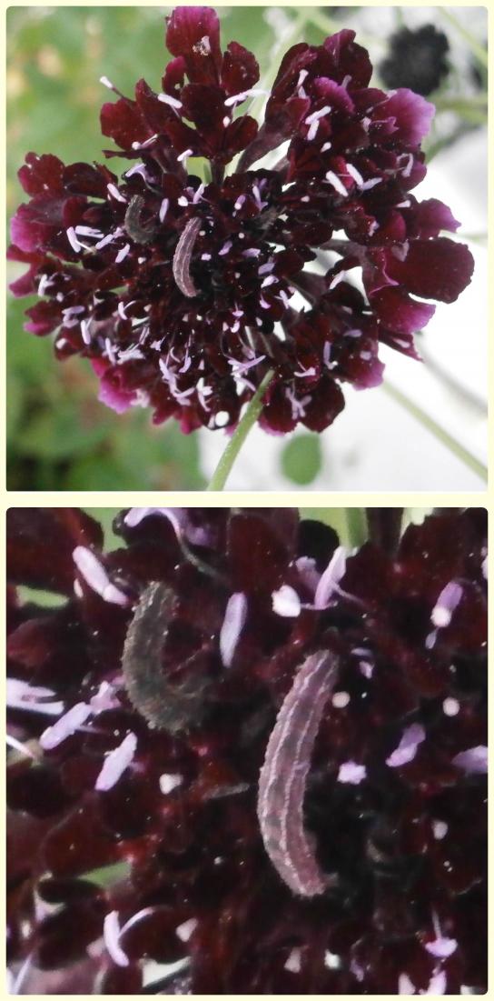 Name:  Scabiosa atropurpurea-tyty.jpg
Views: 2174
Size:  78.8 KB