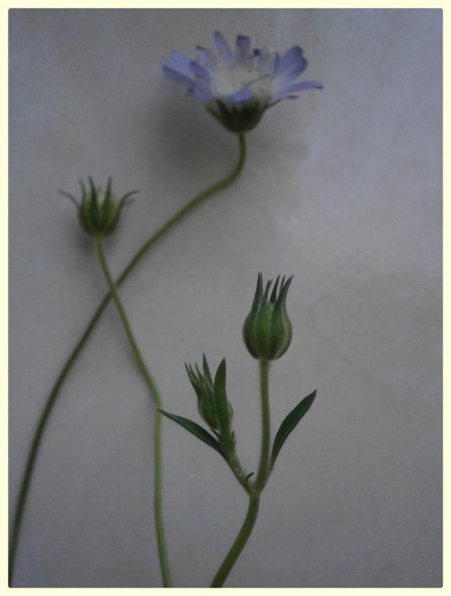 Name:  Scabiosa -.jpg
Views: 2185
Size:  34.6 KB