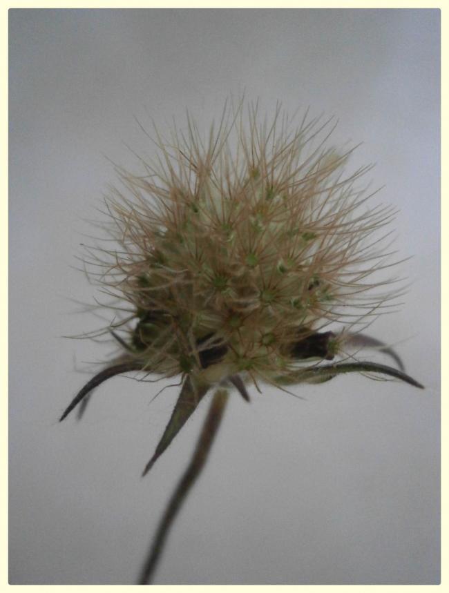 Name:  Scabiosa.jpg
Views: 2163
Size:  44.0 KB
