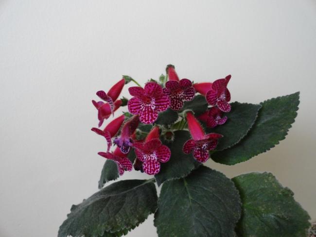Name:  DSC02366.jpg
Views: 2600
Size:  28.1 KB