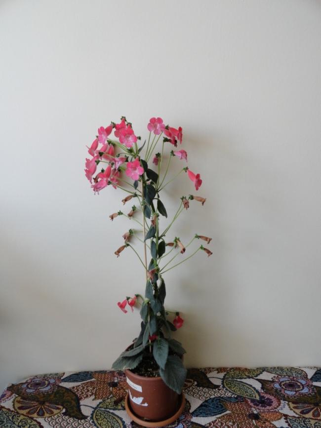 Name:  DSC02371.jpg
Views: 2308
Size:  46.5 KB