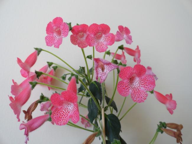 Name:  DSC02372.jpg
Views: 2020
Size:  34.3 KB