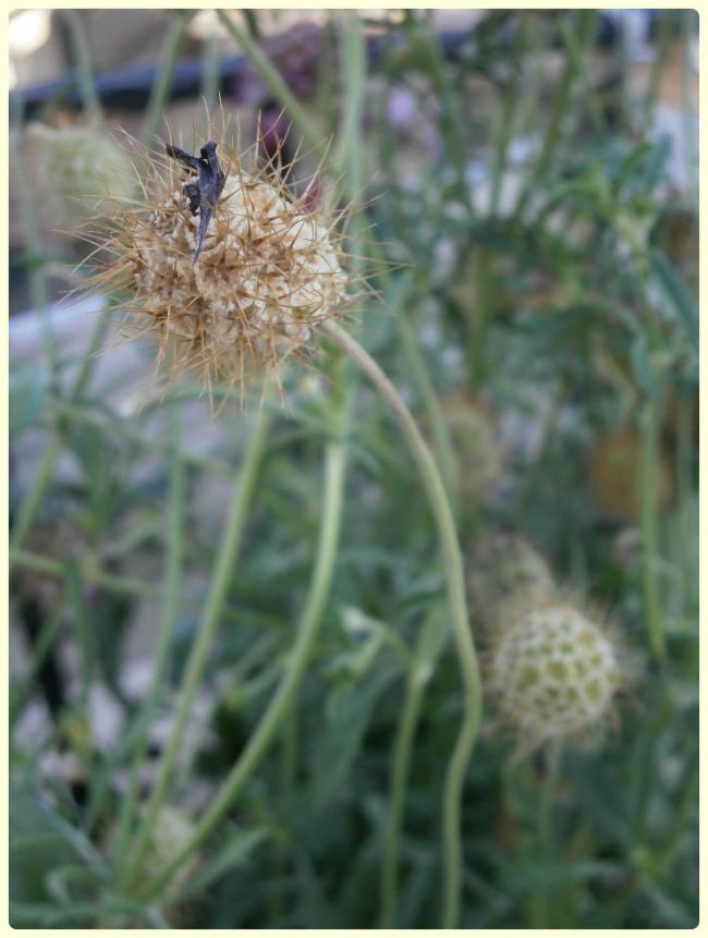 Name:  Scabiosa atropurpurea1.jpg
Views: 2298
Size:  55.3 KB