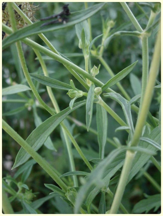 Name:  Scabiosa atropurpurea.jpg
Views: 2574
Size:  68.3 KB
