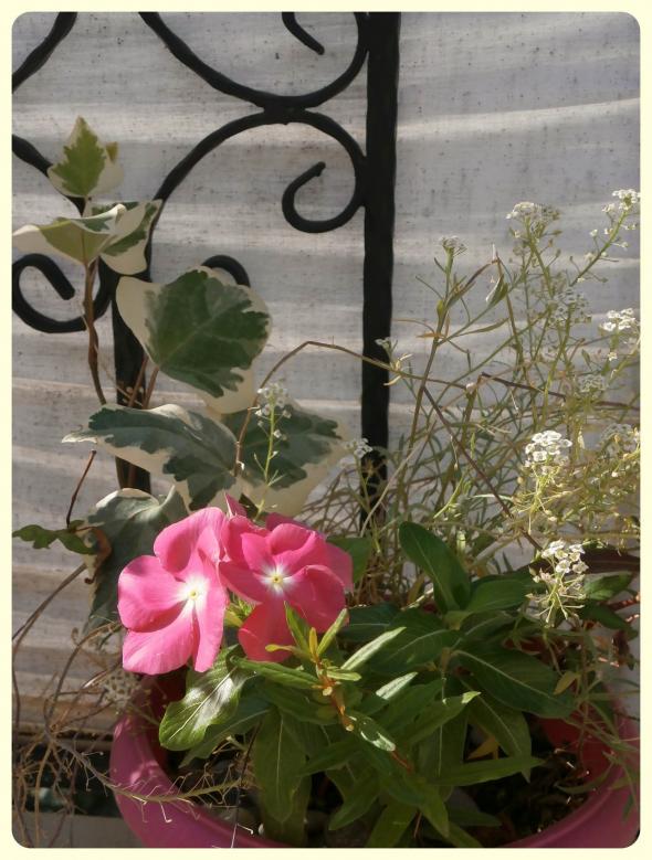 Name:  Catharanthus roseus-3.jpg
Views: 2492
Size:  73.5 KB