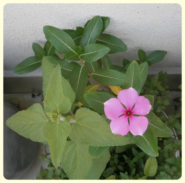 Name:  Catharanthus roseus-2.jpg
Views: 2611
Size:  48.8 KB
