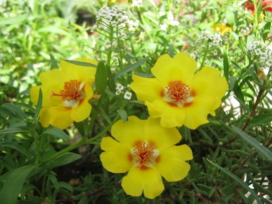 Name:  ipek.jpg
Views: 1657
Size:  43.0 KB